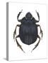 Scarab Beetle (Canthon Pilularius), Insects-Encyclopaedia Britannica-Stretched Canvas