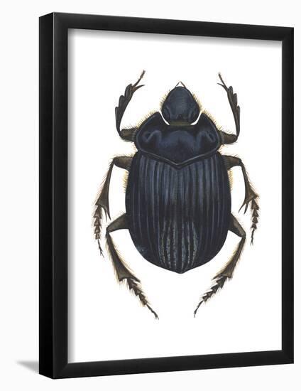 Scarab Beetle (Canthon Pilularius), Insects-Encyclopaedia Britannica-Framed Poster