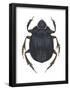 Scarab Beetle (Canthon Pilularius), Insects-Encyclopaedia Britannica-Framed Poster