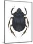 Scarab Beetle (Canthon Pilularius), Insects-Encyclopaedia Britannica-Mounted Poster