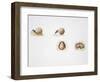 Scarab Beetle-null-Framed Giclee Print