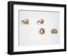 Scarab Beetle-null-Framed Giclee Print