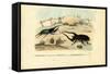 Scarab Beetles, 1863-79-Raimundo Petraroja-Framed Stretched Canvas