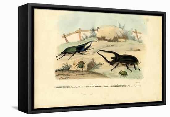 Scarab Beetles, 1863-79-Raimundo Petraroja-Framed Stretched Canvas