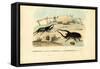 Scarab Beetles, 1863-79-Raimundo Petraroja-Framed Stretched Canvas