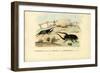 Scarab Beetles, 1863-79-Raimundo Petraroja-Framed Giclee Print