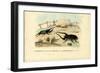 Scarab Beetles, 1863-79-Raimundo Petraroja-Framed Giclee Print