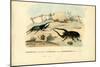 Scarab Beetles, 1863-79-Raimundo Petraroja-Mounted Giclee Print