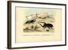 Scarab Beetles, 1863-79-Raimundo Petraroja-Framed Giclee Print