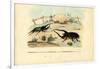 Scarab Beetles, 1863-79-Raimundo Petraroja-Framed Giclee Print