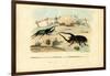 Scarab Beetles, 1863-79-Raimundo Petraroja-Framed Giclee Print