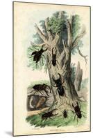 Scarab Beetles, 1863-79-Raimundo Petraroja-Mounted Premium Giclee Print