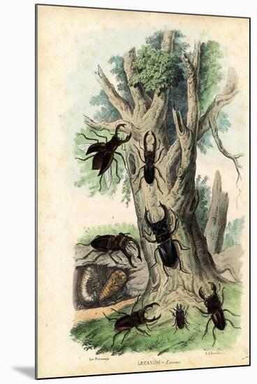 Scarab Beetles, 1863-79-Raimundo Petraroja-Mounted Premium Giclee Print