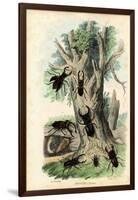 Scarab Beetles, 1863-79-Raimundo Petraroja-Framed Giclee Print