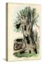 Scarab Beetles, 1863-79-Raimundo Petraroja-Stretched Canvas