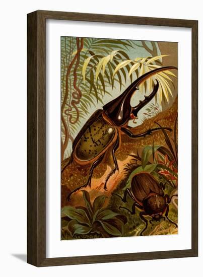 Scarab Beetles-F.W. Kuhnert-Framed Art Print
