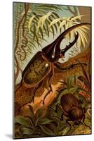 Scarab Beetles-F.W. Kuhnert-Mounted Art Print