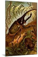 Scarab Beetles-F.W. Kuhnert-Mounted Art Print