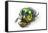 Scarabidae Beetle from Mexico Phanaeus Mexicanus-Darrell Gulin-Framed Stretched Canvas