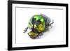 Scarabidae Beetle from Mexico Phanaeus Mexicanus-Darrell Gulin-Framed Photographic Print