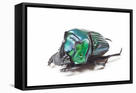 Scarabidae Beetle from Peru Oxysternus Selenium-Darrell Gulin-Framed Stretched Canvas