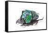 Scarabidae Beetle from Peru Oxysternus Selenium-Darrell Gulin-Framed Stretched Canvas