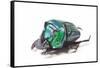 Scarabidae Beetle from Peru Oxysternus Selenium-Darrell Gulin-Framed Stretched Canvas