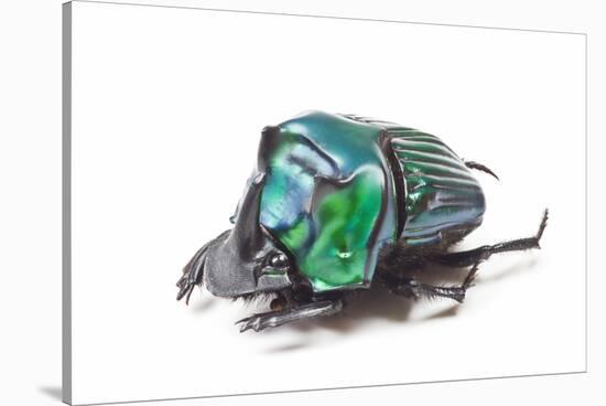 Scarabidae Beetle from Peru Oxysternus Selenium-Darrell Gulin-Stretched Canvas