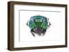 Scarabidae Beetle from Peru Oxysternus Selenium-Darrell Gulin-Framed Photographic Print