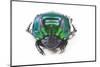 Scarabidae Beetle from Peru Oxysternus Selenium-Darrell Gulin-Mounted Photographic Print