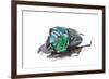 Scarabidae Beetle from Peru Oxysternus Selenium-Darrell Gulin-Framed Photographic Print