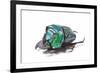 Scarabidae Beetle from Peru Oxysternus Selenium-Darrell Gulin-Framed Photographic Print