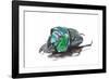 Scarabidae Beetle from Peru Oxysternus Selenium-Darrell Gulin-Framed Photographic Print