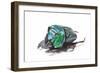Scarabidae Beetle from Peru Oxysternus Selenium-Darrell Gulin-Framed Photographic Print