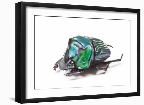 Scarabidae Beetle from Peru Oxysternus Selenium-Darrell Gulin-Framed Photographic Print