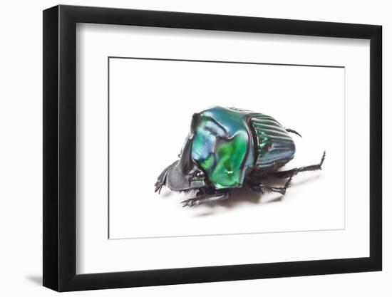 Scarabidae Beetle from Peru Oxysternus Selenium-Darrell Gulin-Framed Photographic Print