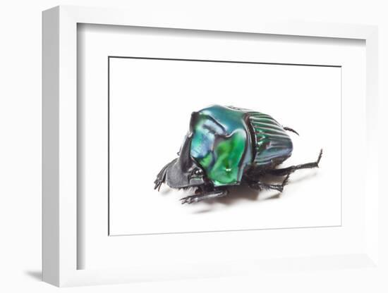 Scarabidae Beetle from Peru Oxysternus Selenium-Darrell Gulin-Framed Photographic Print