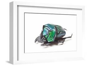 Scarabidae Beetle from Peru Oxysternus Selenium-Darrell Gulin-Framed Photographic Print