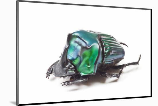 Scarabidae Beetle from Peru Oxysternus Selenium-Darrell Gulin-Mounted Photographic Print