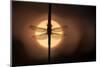 Scarce Chaser dragonfly silhouetted against the rising sun, UK-Ross Hoddinott-Mounted Photographic Print