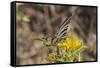 Scarce Swallowtail Butterfly (Iphiclides Podalirius) Feeding from Spiny Sow Thistle (Sonchus Asper)-Nick Upton-Framed Stretched Canvas