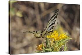 Scarce Swallowtail Butterfly (Iphiclides Podalirius) Feeding from Spiny Sow Thistle (Sonchus Asper)-Nick Upton-Stretched Canvas