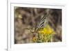 Scarce Swallowtail Butterfly (Iphiclides Podalirius) Feeding from Spiny Sow Thistle (Sonchus Asper)-Nick Upton-Framed Photographic Print