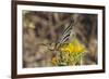 Scarce Swallowtail Butterfly (Iphiclides Podalirius) Feeding from Spiny Sow Thistle (Sonchus Asper)-Nick Upton-Framed Photographic Print