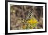 Scarce Swallowtail Butterfly (Iphiclides Podalirius) Feeding from Spiny Sow Thistle (Sonchus Asper)-Nick Upton-Framed Photographic Print