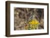 Scarce Swallowtail Butterfly (Iphiclides Podalirius) Feeding from Spiny Sow Thistle (Sonchus Asper)-Nick Upton-Framed Photographic Print