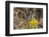 Scarce Swallowtail Butterfly (Iphiclides Podalirius) Feeding from Spiny Sow Thistle (Sonchus Asper)-Nick Upton-Framed Photographic Print