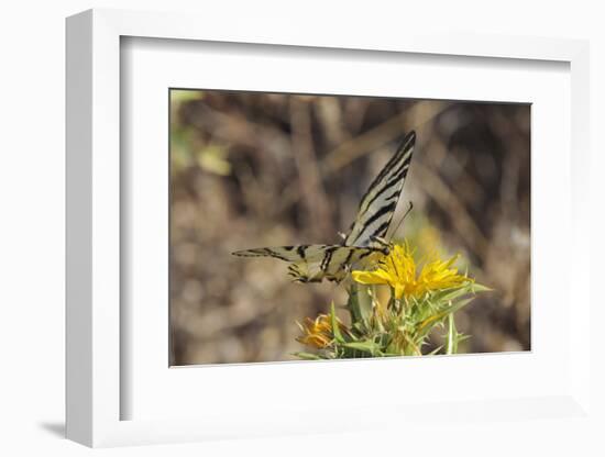 Scarce Swallowtail Butterfly (Iphiclides Podalirius) Feeding from Spiny Sow Thistle (Sonchus Asper)-Nick Upton-Framed Photographic Print