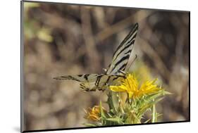 Scarce Swallowtail Butterfly (Iphiclides Podalirius) Feeding from Spiny Sow Thistle (Sonchus Asper)-Nick Upton-Mounted Photographic Print