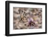 Scarce swallowtail butterfly landing on a flower, Italy-Paul Harcourt Davies-Framed Photographic Print